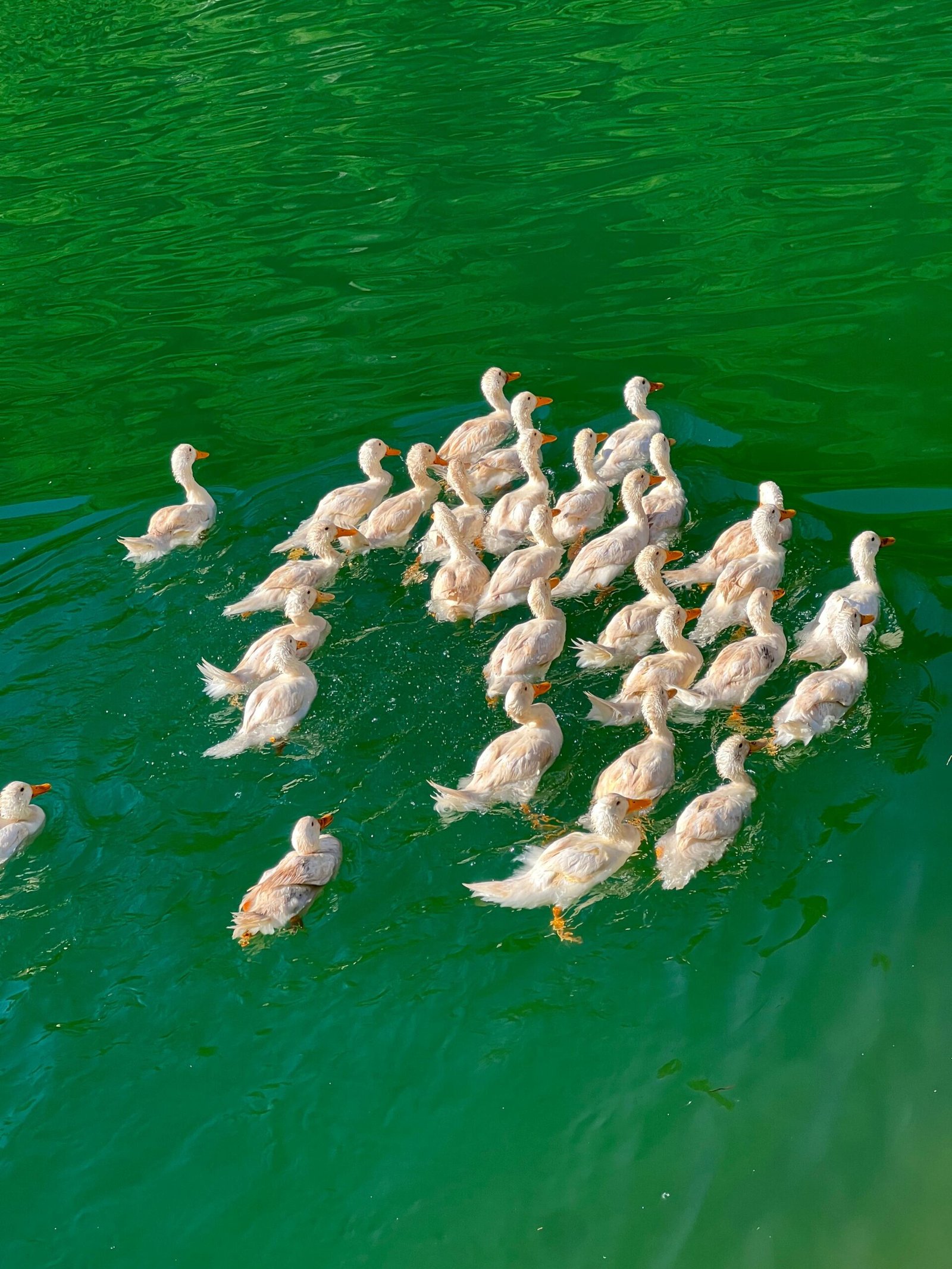 ducks komani lake